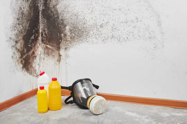 Best Residential Mold Remediation in Bardmoor, FL