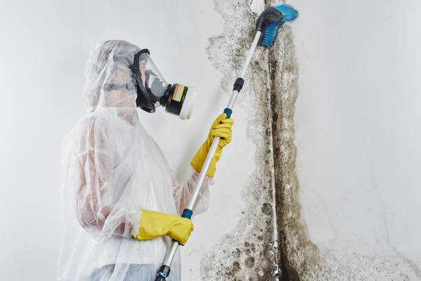 Best Localized Mold Remediation (e.g., coastal areas, humid climates) in Bardmoor, FL