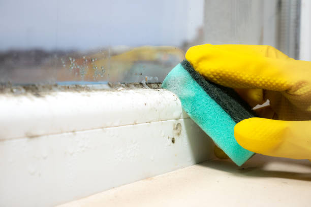 Best Bathroom Mold Remediation in Bardmoor, FL