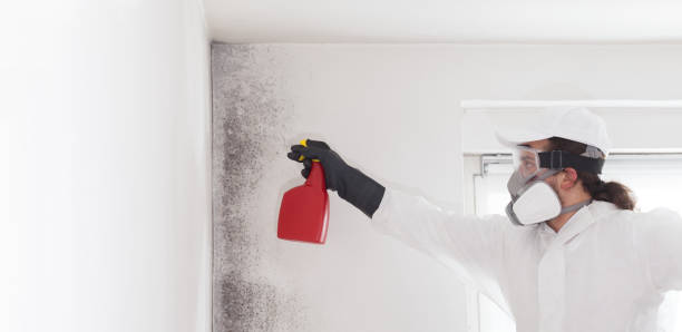 Best Residential Mold Remediation in Bardmoor, FL