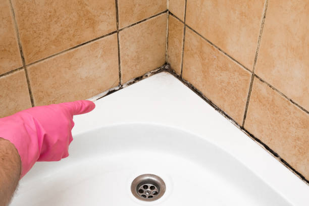Best Mold Testing and Inspection Services in Bardmoor, FL